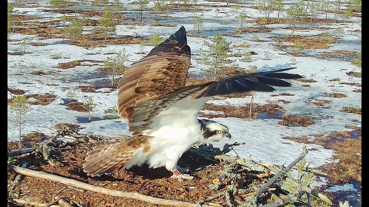 Janakkalan sääksikamera – Janakkala osprey cam