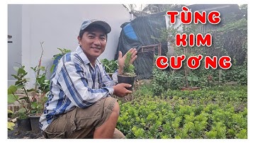 Cây Tùng kim cương 15cm số lượng lớn | 0386569374 - Ngọc Ngân Bến Tre | Chuyên cây độc lạ