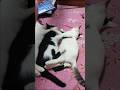 আমাদের কেমন লাগলো?🤔#shorts #catvideo #petlover #hellochiko #chiko #funnycat #animallovers