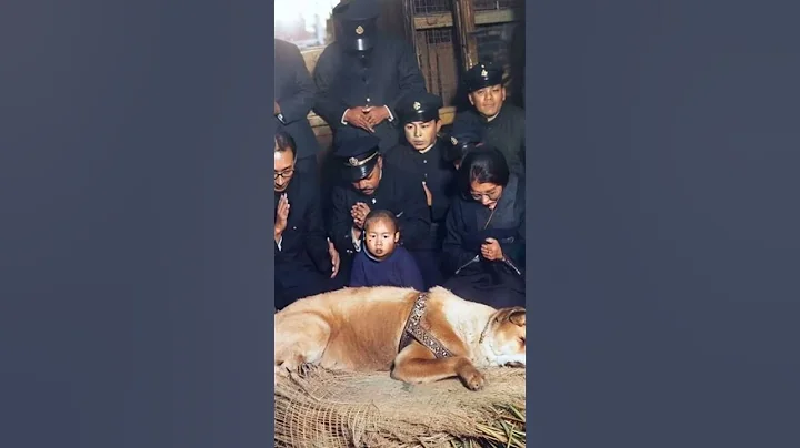 Hachiko  To Die for Love - The Tale of Unwavering Loyalty