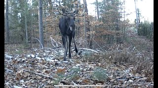 Trail Cam Videos-Gardepro Edition