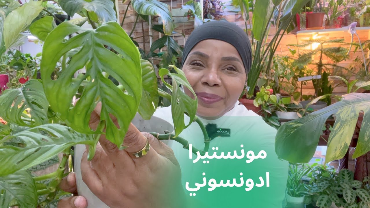 كيف العناية والاهتمام نبات المونستيرا ادنسوني ؟؟