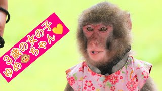 3 year old girl Yumechan　Monkey showNisukekikaku