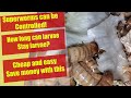 You can control superworm breeding and heres how  zophobas morio care shorts