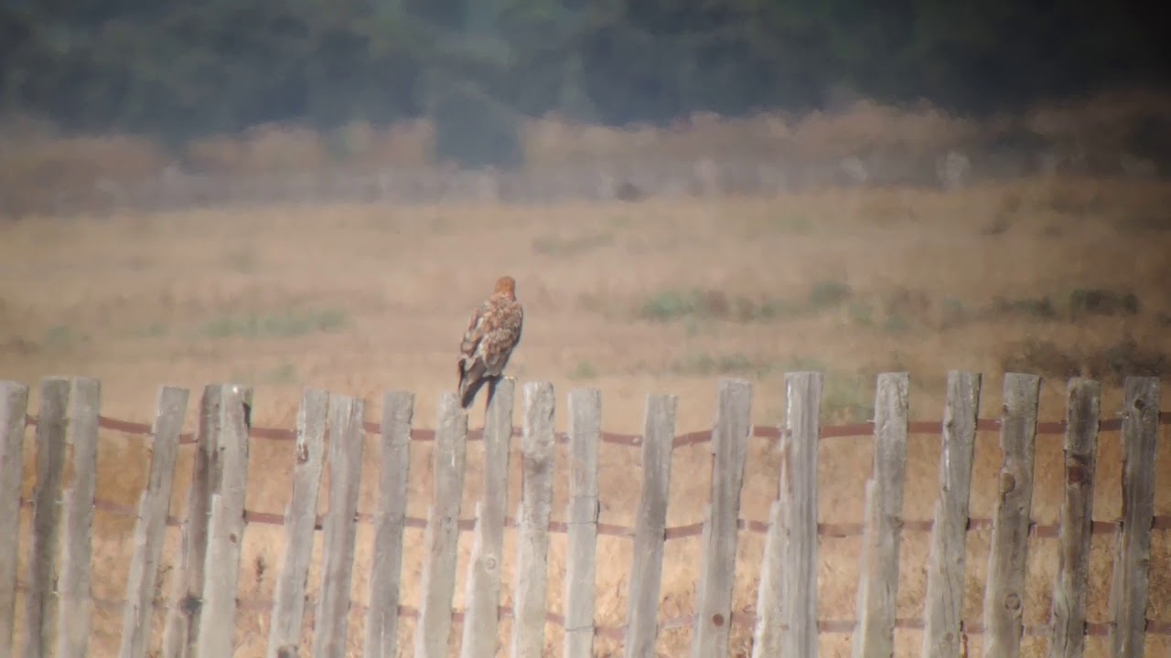 Aigle ibérique subadulte - Subadult Spanish Imperial Eagle - Aquila