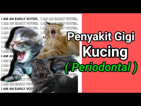 Video: Tanda-tanda Penyakit Gusi Pada Kucing