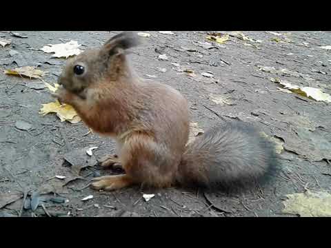 Vídeo: Passejades A Sant Petersburg - Parc Shuvalovsky