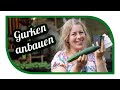 Gurken anbauen und Gurken pflanzen 🥒 Tipps für Aussaat und Pflege im Freiland + Gewächshaus Ogórki