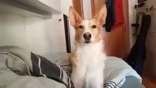 Luis Fonsi -DESPACITO (dog version)