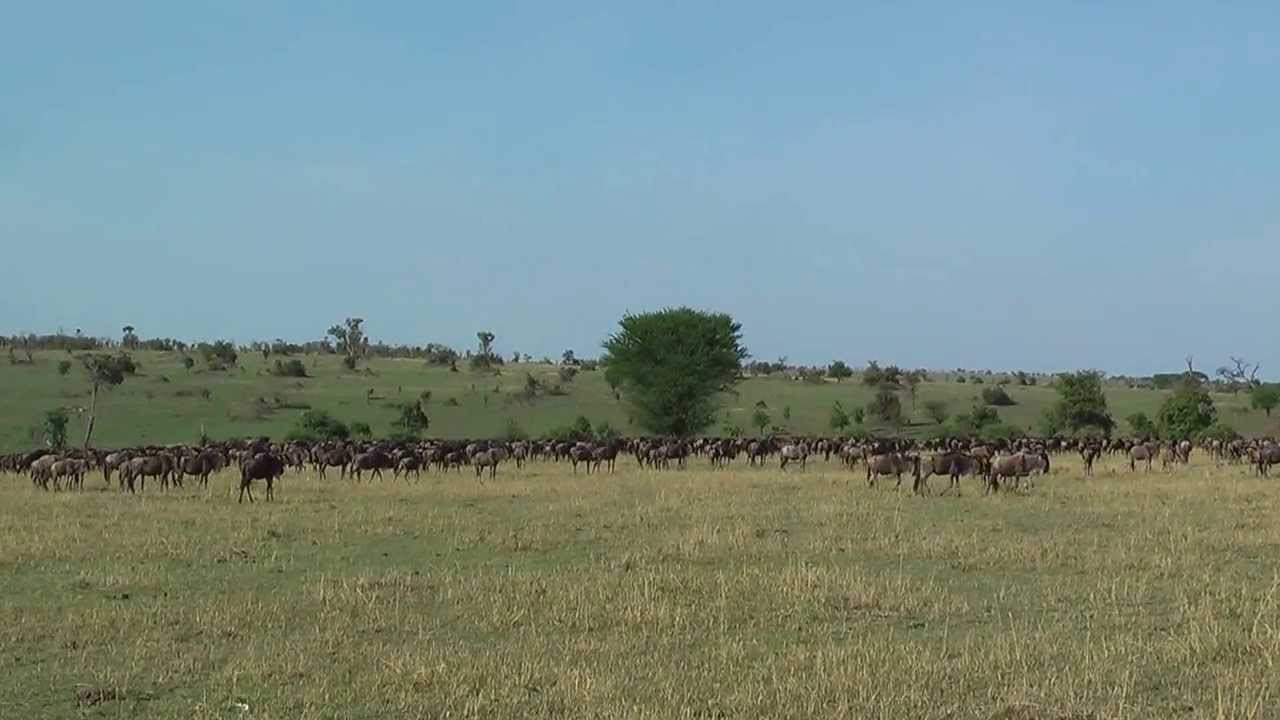 Sounds of the wildebeest herd