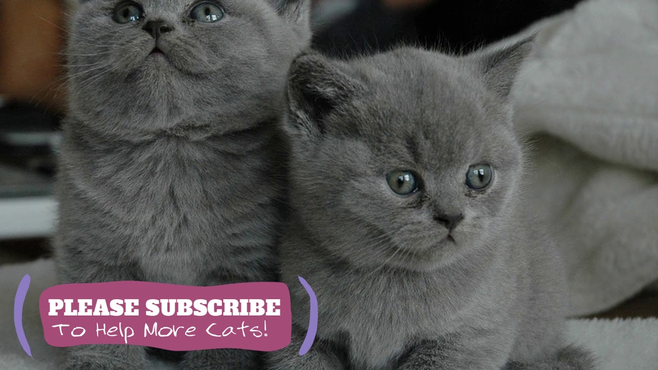 Music Help Cats Sleep, 1 Hours Soothing Music for Cats, Cat Sleep Music
