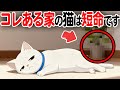 コレがある家の猫は短命です【猫雑学】