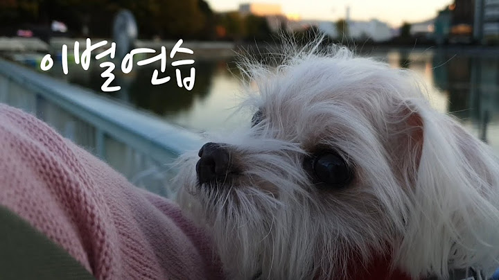 12년을 함께 한 강아지와 이별 연습을 하고 있습니다..