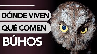 Dónde VIVEN y QUE COMEN los BÚHOS 😯🦉