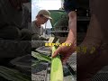 【おつかい】ラジコンに「トウモロコシ」買いに行かせた末路www