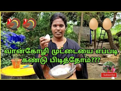 வான் கோழி முட்டையை எவ்வாறு கண்டு பிடித்தோம்??