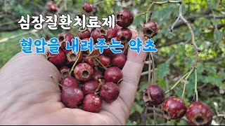 심장질환치료제! 혈압을 내려주는 약초 '이것'