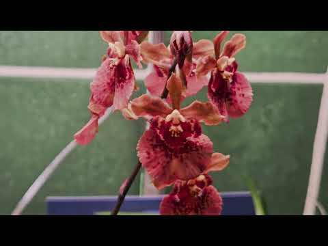 دليل رعاية تولومنيا م حد ث معلومات قي مة نوفمبر ٢٠٢٥