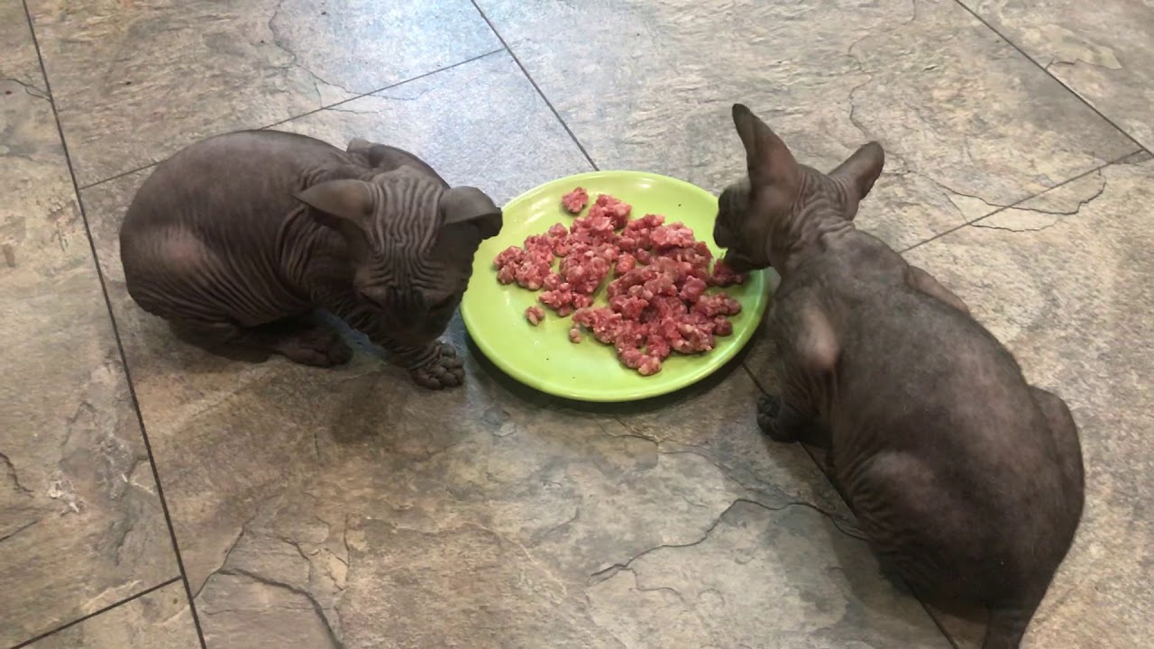 Donskoy sphynx kittens for sale YouTube