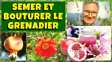 Quand et comment faire des boutures de grenadier ?