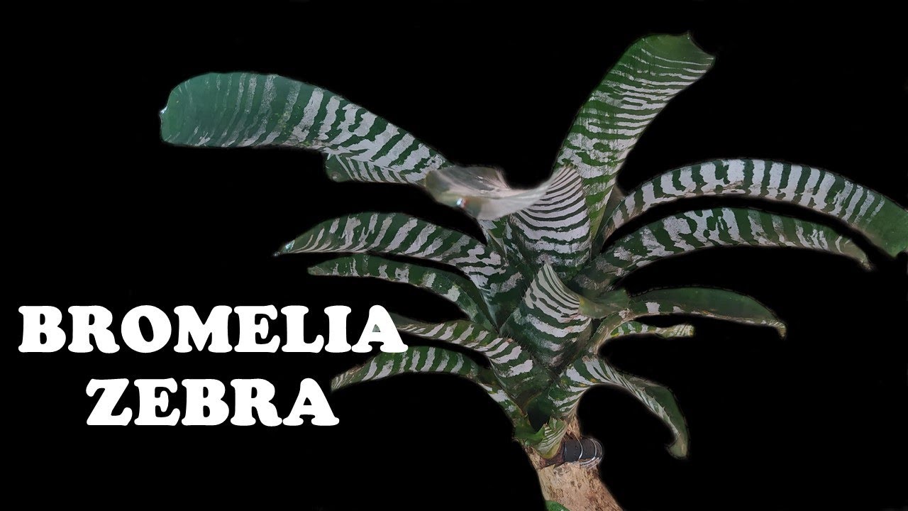 Bromelia sembrada en tronco seco / Miz Orquideas