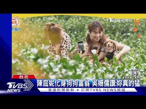 陳庭妮首攜愛犬登寵物實境節目  首曝一見鐘情相遇故事｜TVBS新聞