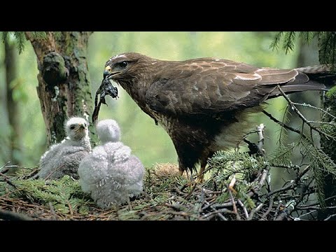 Канюк - неутомимый охотник на грызунов, саранчу и рептилий - Птицы России - Фильм 34