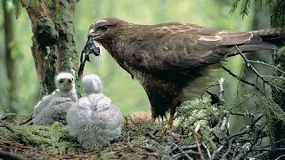 Buzzard is a tireless rodent, locust and reptile hunter
