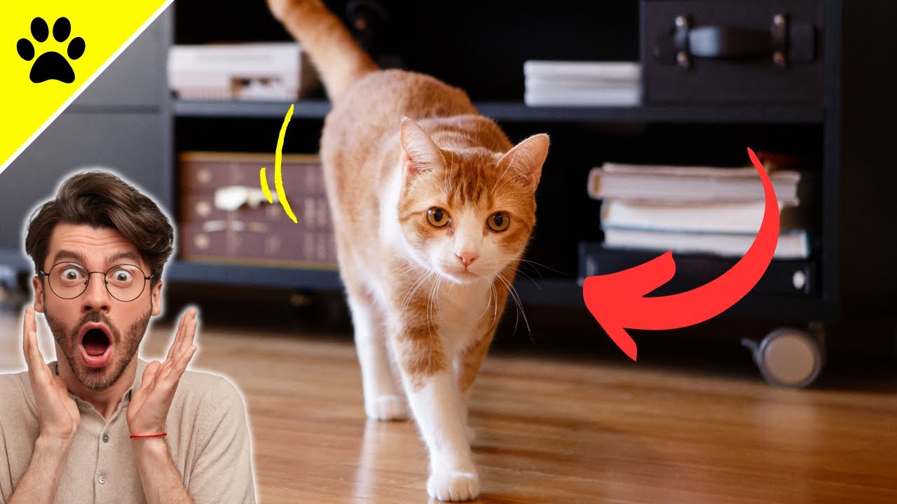 Meine Katze Rennt Wie Verrückt Durch Die Wohnung DESHALB rennt deine Katze PLÖTZLICH wild durch die Wohnung! - YouTube