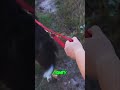 Dog Collar: Ultimate Security & Comfort, You Need To See This! #shorts