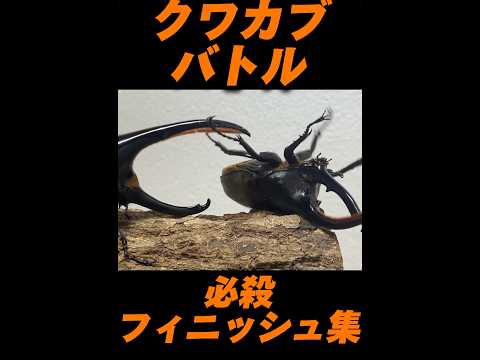 ヘラクレスオオカブト カブトクワガタ最強決定相撲 試合フィニッシュ集 超必殺わざ 甲虫王者ムシキング クワガタ 昆虫バトル 虫バトル Shortvideo