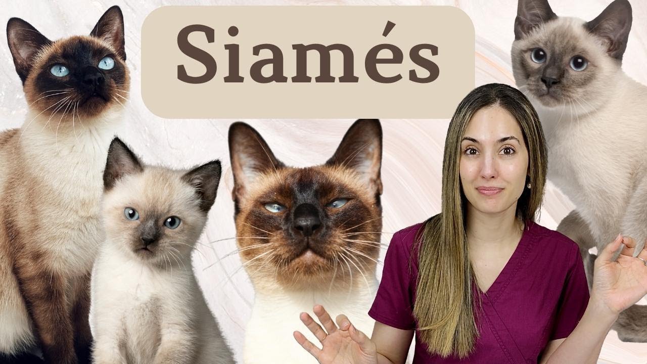 🔷Gato Siamés🔷🐱 ¿Un TERMOSTATO parlanchín?
