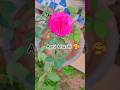 Dil dukhane wale to bahut milte hai #viral #short #motivation #garden #tranding #flowers