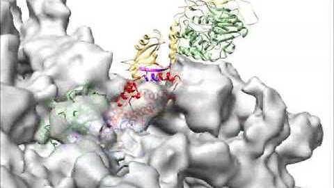Structural insights into the human RyR2 N-terminal region involved in cardiac arrhythmias. 2