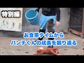 【まとめ】パンチくんのお食事タイムから成長を振り返る（[Summary] Looking back at Punch-kun's growth through his mealtimes）