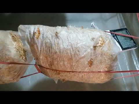 How to dry mashrooms مشروم کو خشک کرنے کا طریقہ کار