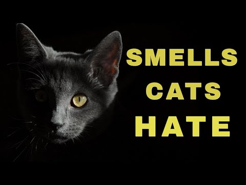 smells cats love