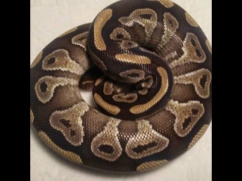 video phone beyonce mp3 Mojave ball python unboxing from Always Evolving Pythons!