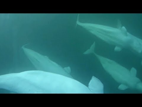 Microplastics found inside Arctic beluga whales