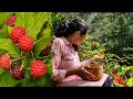  picking wild raspberriesraspberry muffin recipe in kinnaur hp