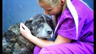 GIANT dog spent her life alone in a landfill... she only wanted LOVE!