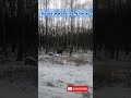Аляска, ЛОСЬ в ПАРКЕ зимой ❄ Kincaid Park 🌲 Анкоридж