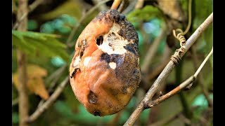 what does dreams about trees carrying rotten fruit on it mean?