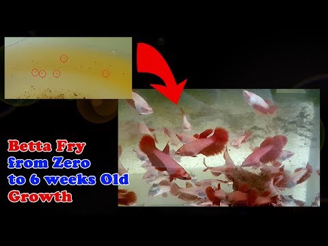 How to grow your betta fish fry quickly | Betta fry from zero to 6 weeks