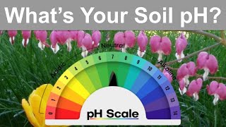 Garden Science: How Soil pH Helps or Hurts Our Plants by Casual Gardening with Dustin 219 views 5 months ago 14 minutes, 58 seconds