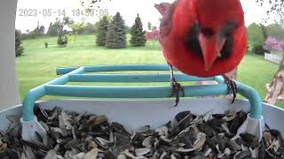 AUXCO Smart AI Recognition Bird Feeder with a male northern cardinal