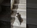 Cute and funny cat compilation 😺😂