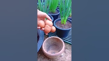 ide kreatif menanam cabai dengan memaafkan cangkang telur sebagai pupuk. #shorts #cangkangtelur