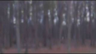 Oh, deer!