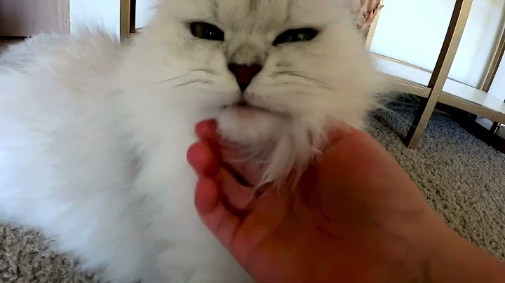 Watch the video about Daphne and Mittens the Persian Cats Say Hello